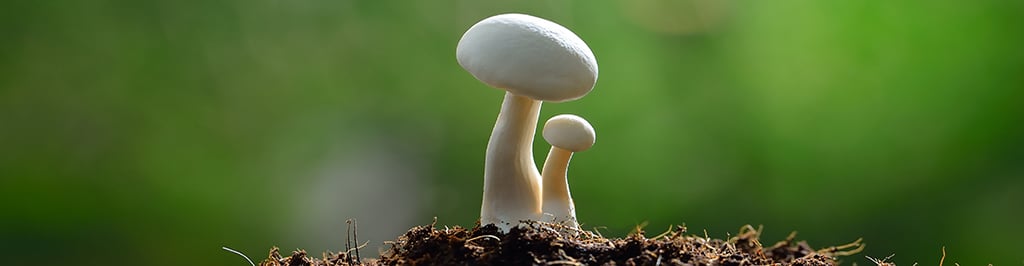 Toekomst en transitie van voeding en landbouw